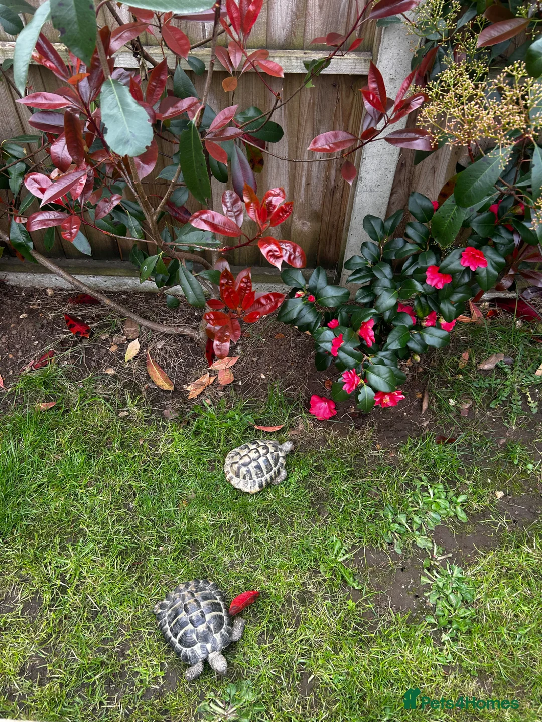 Hermann Tortoise reptiles for sale: Hermann’s Tortoises  in Wimborne - Advert 4