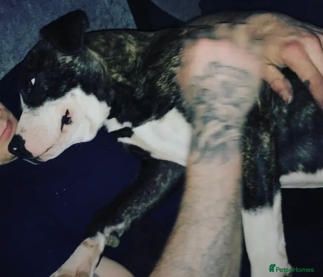 Staffordshire Bull Terrier dogs for sale: Looking for a loving home for Bruno.  - Advert 3