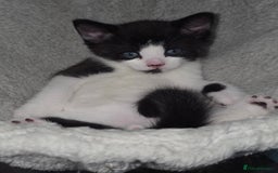Mixed Breed cats for sale: Meet Leo: Cutest Black & White Furball ull See! - Image 6