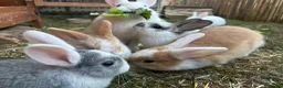 Mixed Breed rabbits for sale: Mixed litter of rabbits  in Saffron Walden - Advert 5