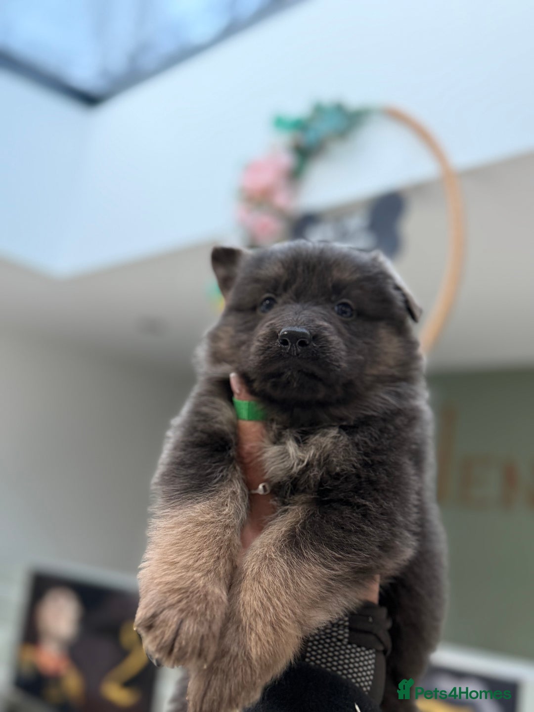 German Shepherd dogs for sale: 💙KC health tested parents 💙 - Advert 4