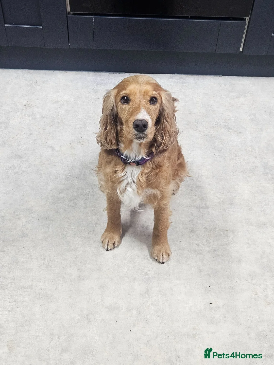 Cocker Spaniel dogs for sale: 2 beautiful boys looking for forever homes - Advert 2