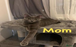 Ragdoll cats for sale: Adorable kittens ( Ragdoll cross) - Image 11