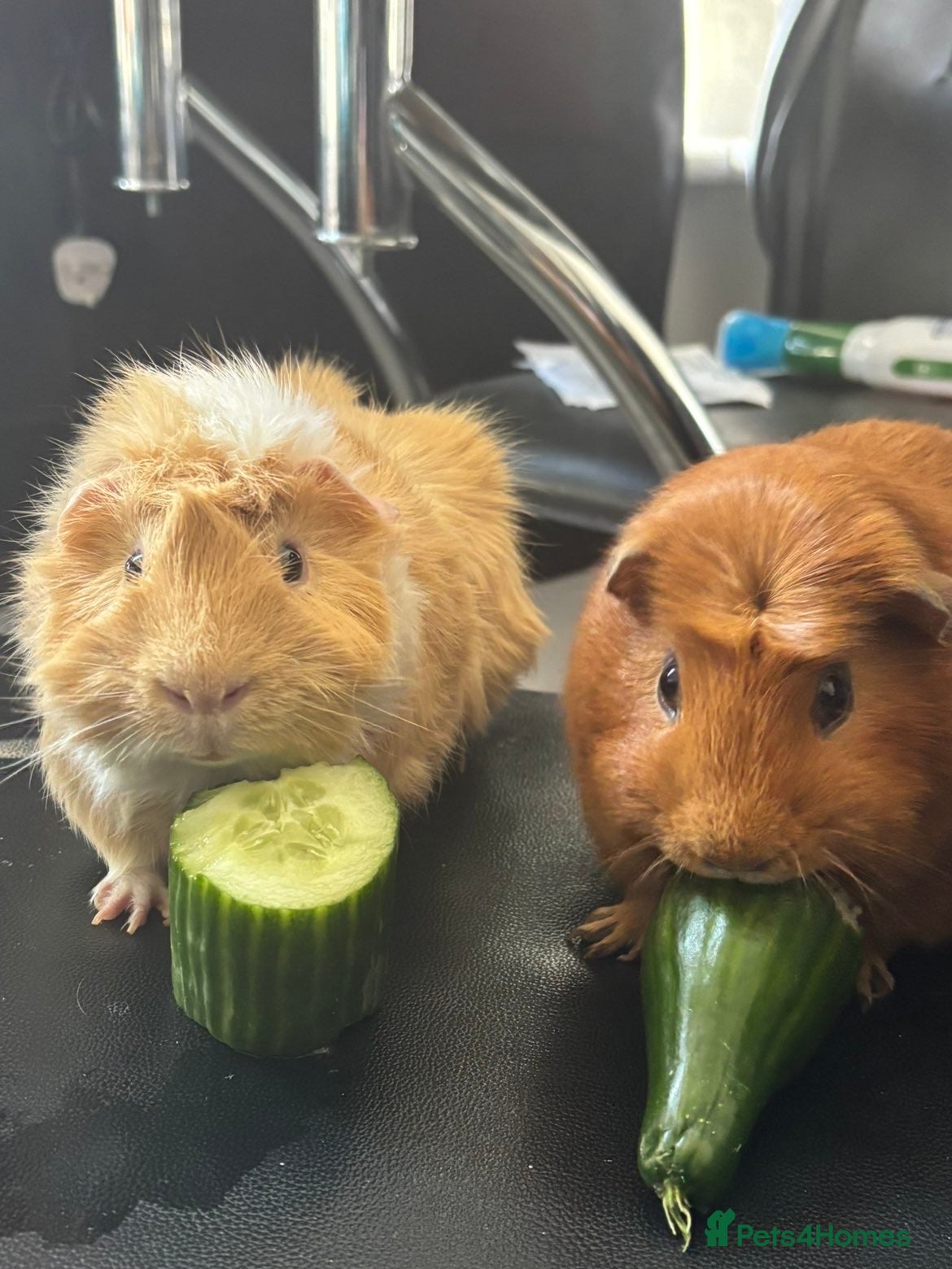 Guinea Pig rodents Male Guinea pig  - Advert 14
