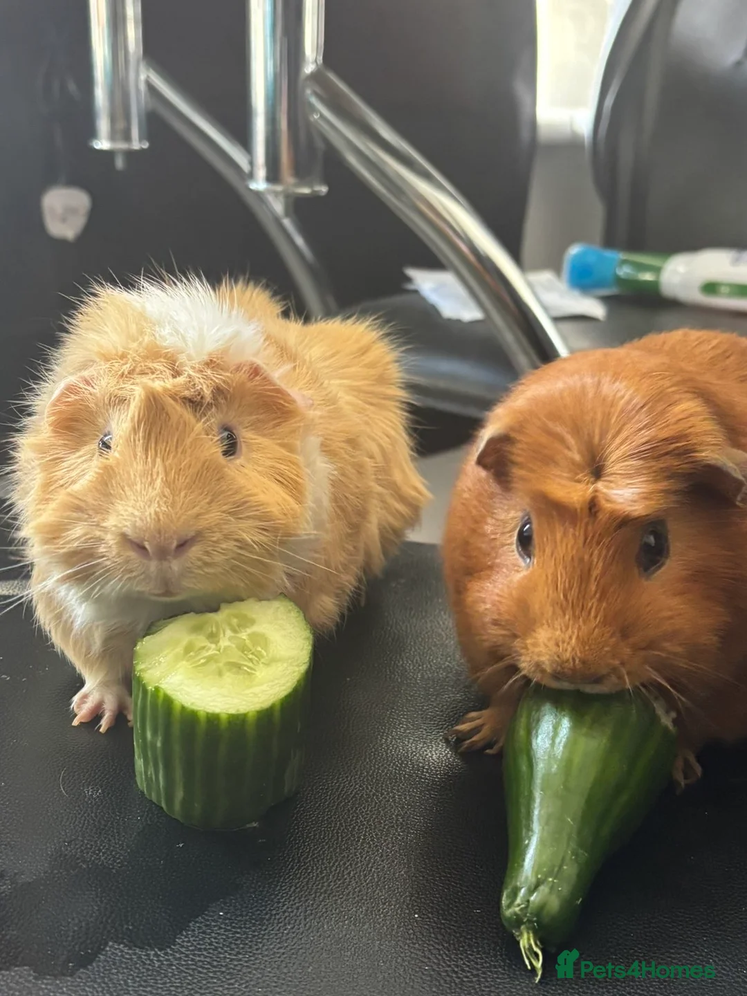 Guinea Pig rodents for sale: Male Guinea pig  in Herne Bay - Advert 1