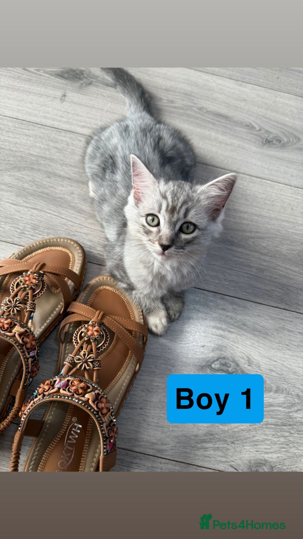 Ragdoll cats Ragdoll cross British shorthair litter - Advert 1