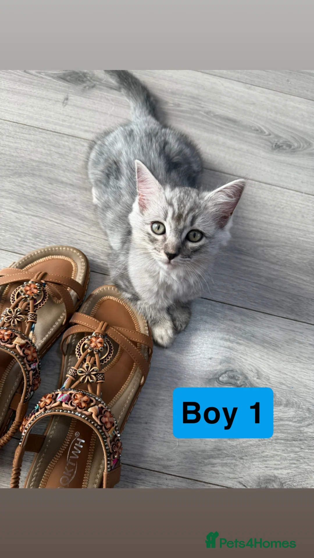 Ragdoll cats for sale: Ragdoll cross British shorthair litter - Advert 1