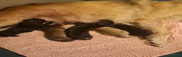 Sheprador dogs for sale: K.C registered German Shepherd × Labrodore pups  - Advert 22