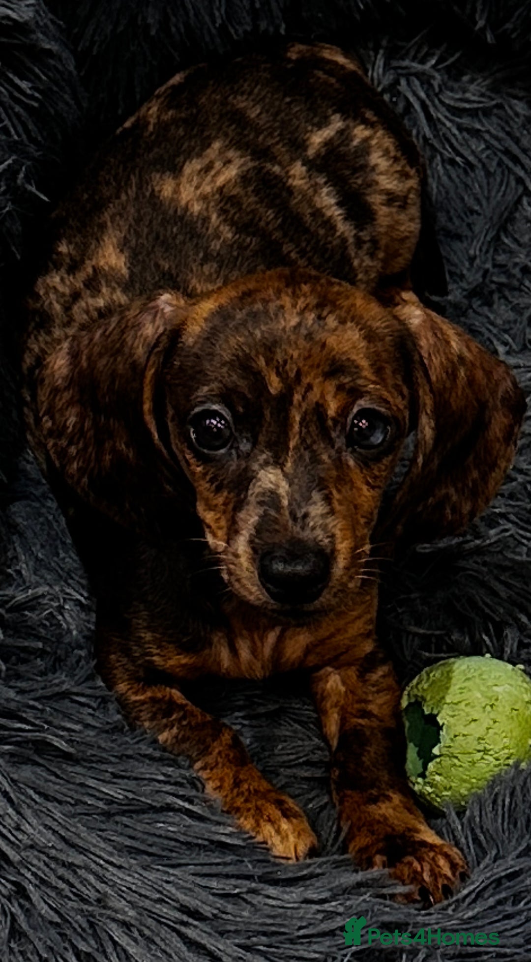 Miniature Dachshund dogs for sale: Champion lines mini Daschund last brindle boy  - Image 1