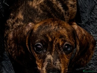 Miniature Dachshund dogs - Advert 25