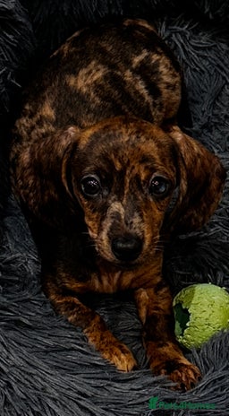 Miniature Dachshund dogs - Advert 14