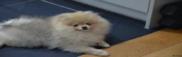 Pomeranian dogs for sale: Bentley – Beautiful Silver-Toned Pomeranian Boy 🐾 - Advert 20