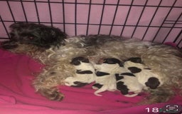 Schnoodle dogs for stud: STUNNING CHOC/WHITE MIN SCHNAUZER AT STUD in Coventry - Image 12