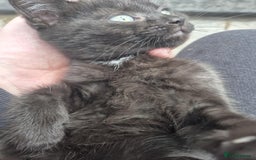 British Shorthair cats for sale: Beautiful male BSHx - Image 3