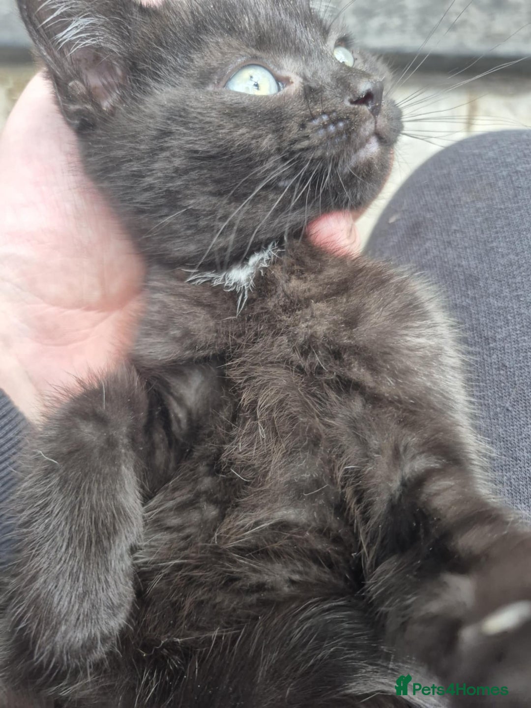 British Shorthair cats for sale: Beautiful male BSHx - Image 3