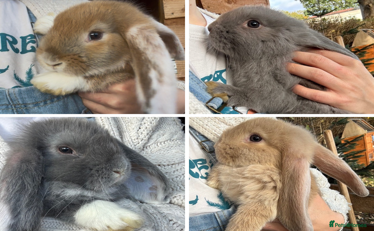 French Lop rabbits - Advert 1