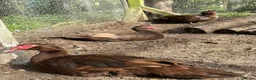 Ducks poultry for sale: Chocolate Muscovy Drake in Tonbridge - Advert 2