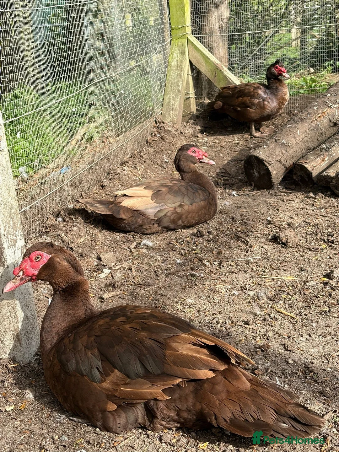 Ducks poultry for sale: Chocolate Muscovy Drake in Tonbridge - Advert 2
