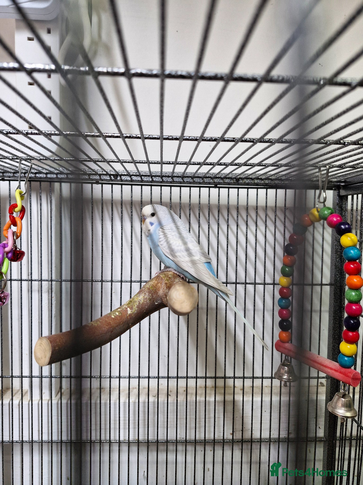 Budgerigars birds 1 male Baby Budgie 8 weeks old - Advert 17