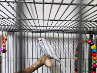 Budgerigars birds 1 male Baby Budgie 8 weeks old - Advert 17