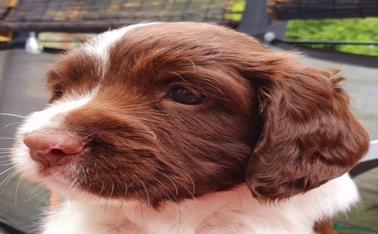 English Springer Spaniel dogs - Advert 3