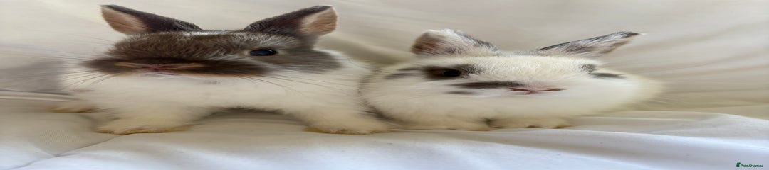 DefaultPet