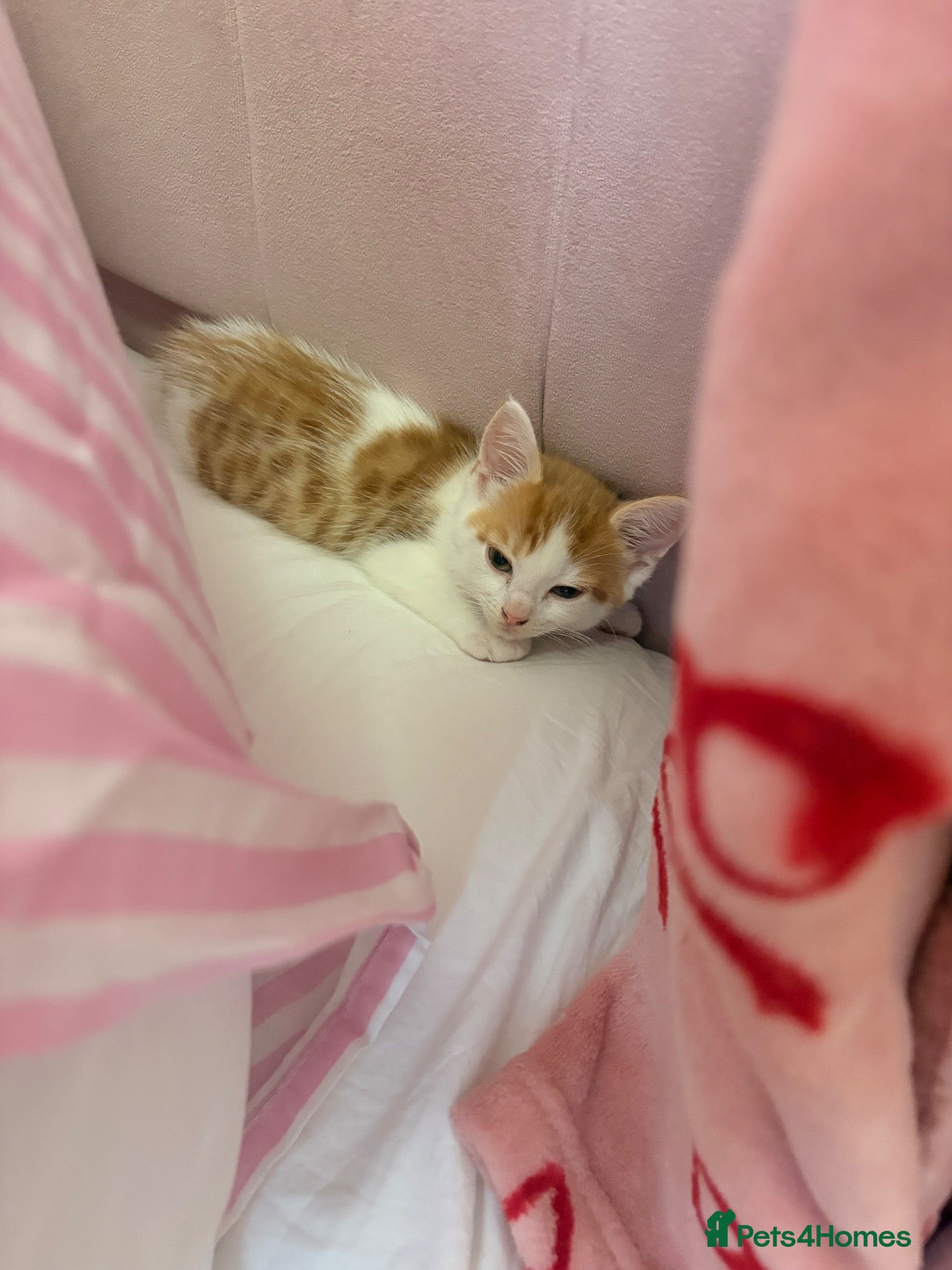 Domestic Shorthair cats Ginger kitten - Advert 14