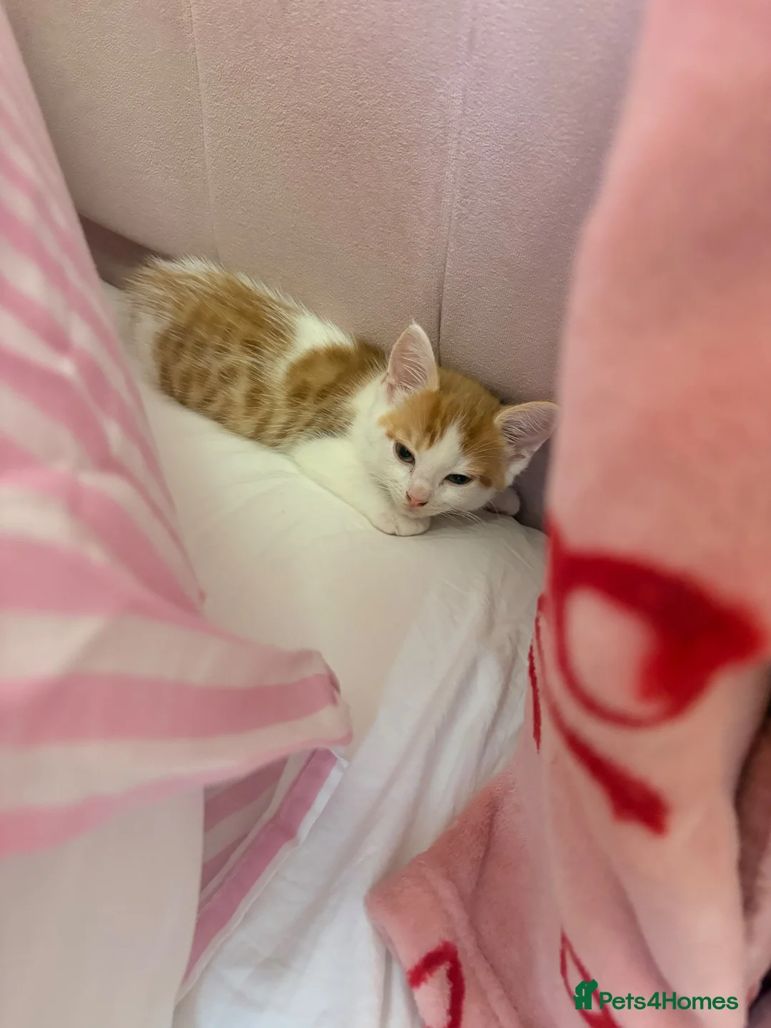 Domestic Shorthair cats for sale: Ginger kitten in Hull - Advert 1