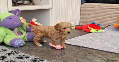 Mini Goldendoodle dogs Miniature F1 Goldendoodle puppies available - Advert 14