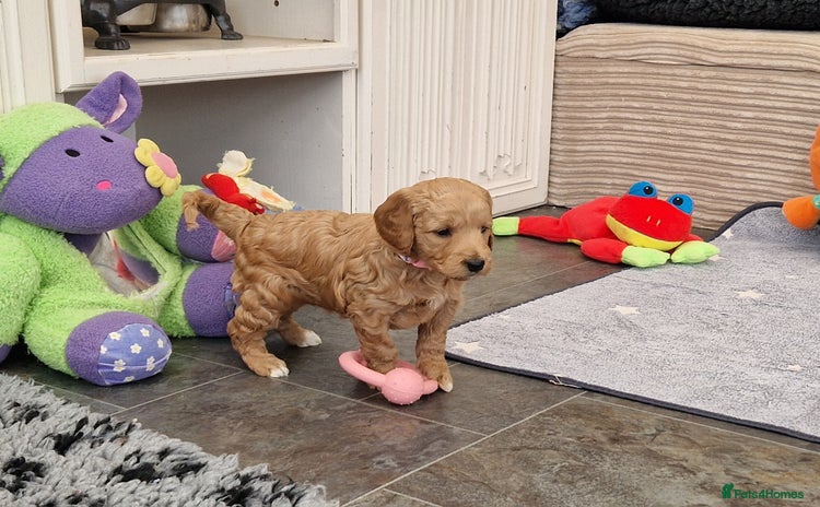Mini Goldendoodle dogs Miniature F1 Goldendoodle puppies available - Advert 5