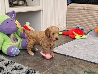 Mini Goldendoodle dogs Miniature F1 Goldendoodle puppies available - Advert 4