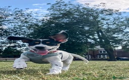 Mixed Breed dogs for sale: Jack Russell crossed -Max - Image 1