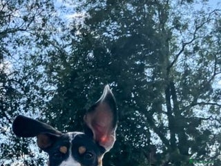 Mixed Breed dogs for sale - Advert 1