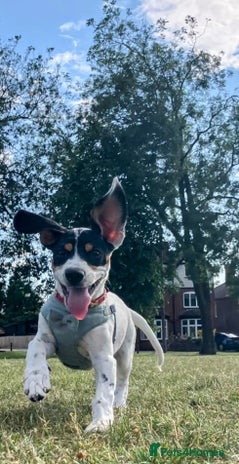 Mixed Breed dogs - Advert 1