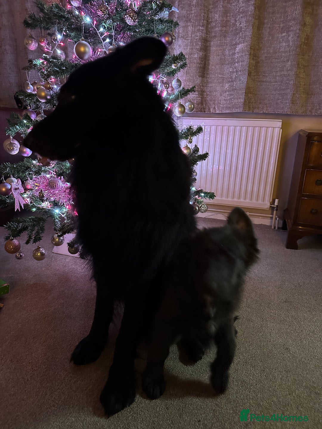German Shepherd dogs for sale: Beautiful Blue and Black GSD puppies - Advert 12