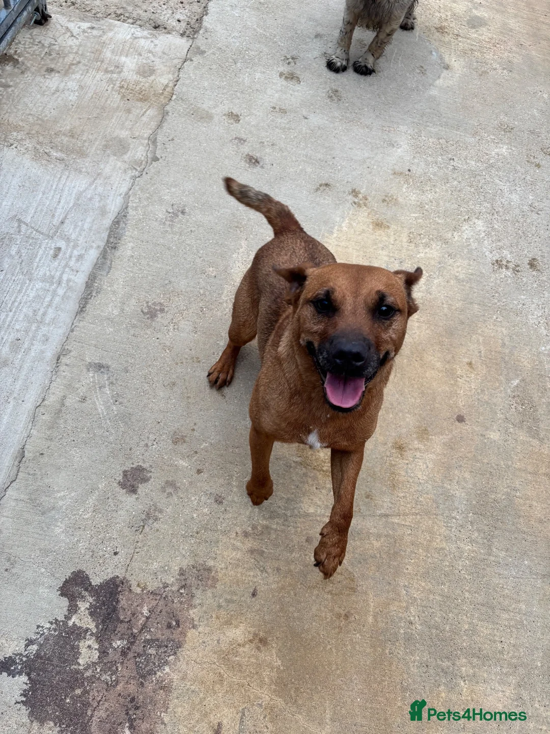 Patterdale Terrier dogs for sale: Patterdale girls looking for a new home - Advert 1
