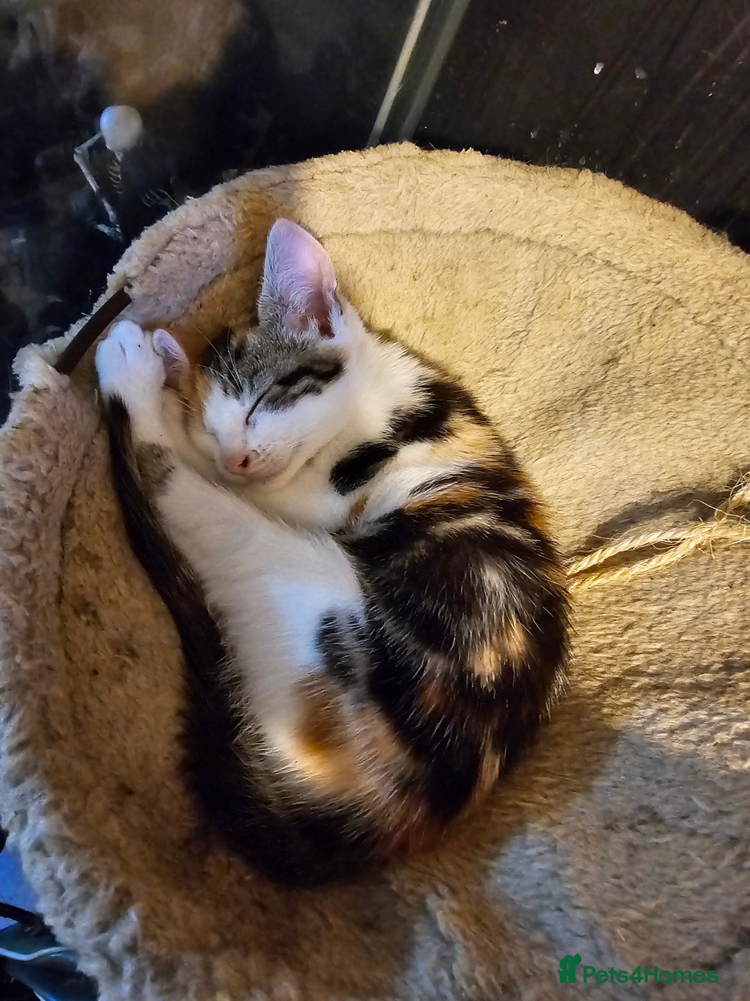 Mixed Breed cats for sale: Beautiful kittens available for sale - Advert 10