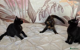 Mixed Breed cats for sale: Ragdoll cross kittens - Image 13