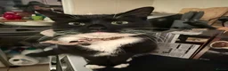 Domestic Shorthair cats for sale: Rehoming my two adult cats - Advert 3