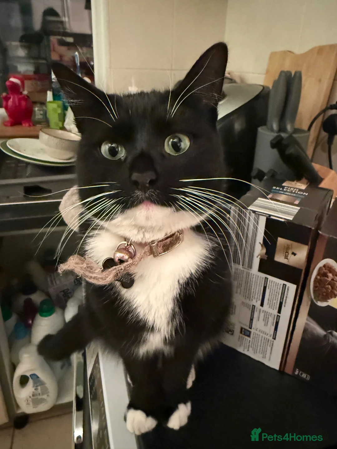 Domestic Shorthair cats for sale: Rehoming my two adult cats - Advert 3