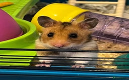 Hamster rodents for sale: Selling Syrian hamster  - Image 3