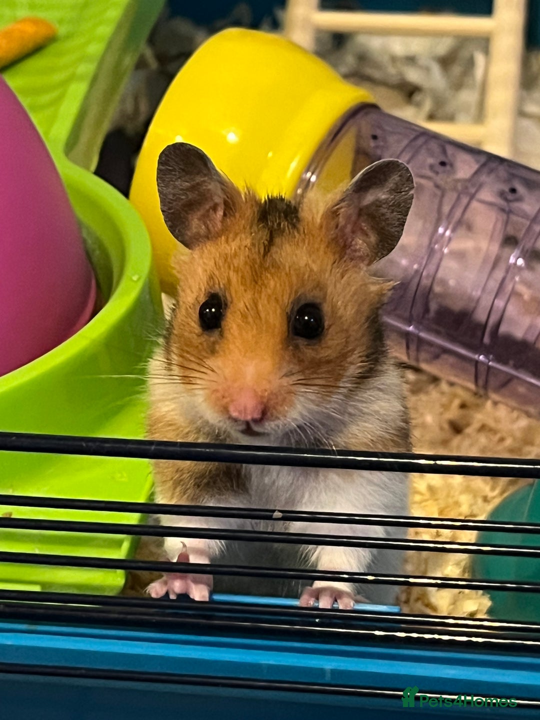 Hamster rodents for sale: Selling Syrian hamster  - Image 3