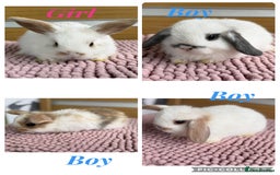 Mini Lop rabbits for sale: 4 baby mini lop bunnies  - Image 1