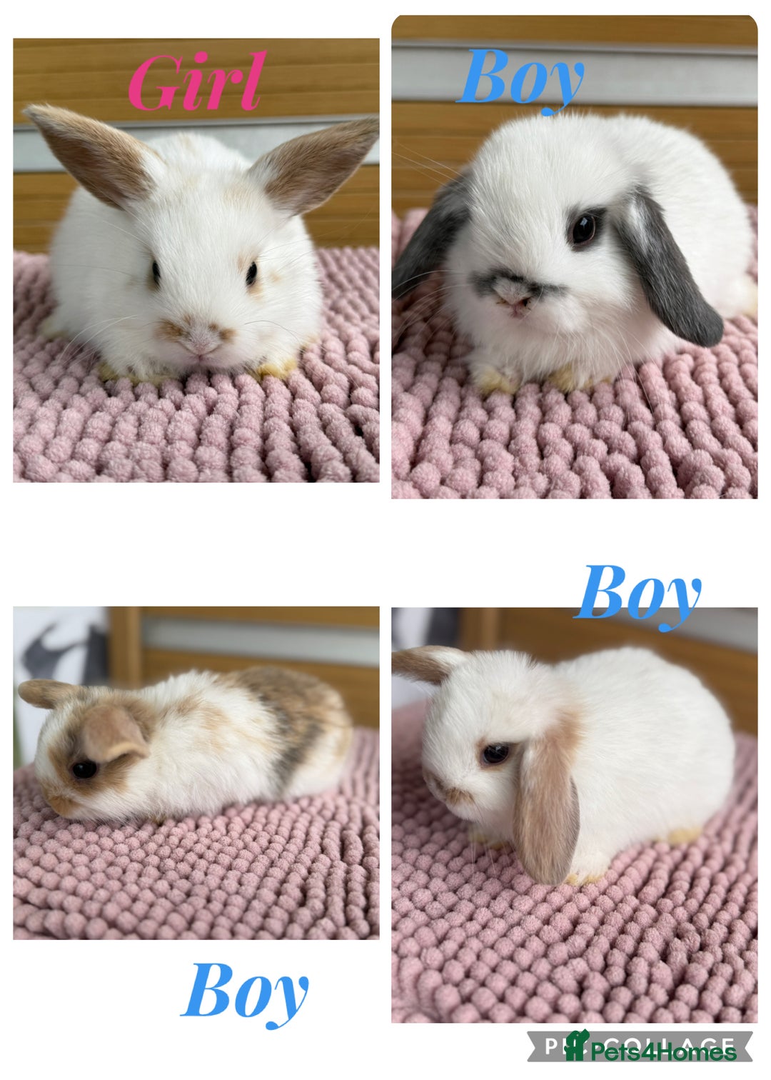 Mini Lop rabbits for sale: 4 baby mini lop bunnies  - Image 1