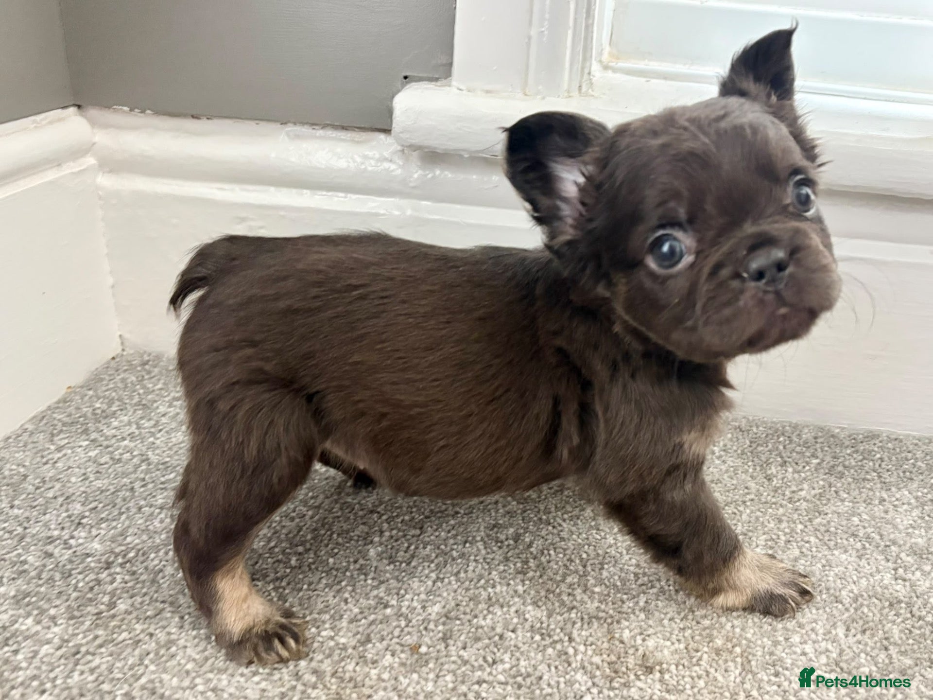 French Bulldog dogs for sale: 🎃🐾 FLUFFY FRENCH – READY! 🐾🎃 - Advert 1