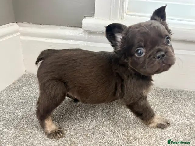 French Bulldog dogs for sale: 🎃🐾 FLUFFY FRENCH – READY! 🐾🎃 - Advert 1