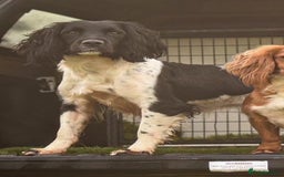 English Springer Spaniel dogs for sale: Puppy (male) KC ESS with titled parents FTW x FTAW - Image 5