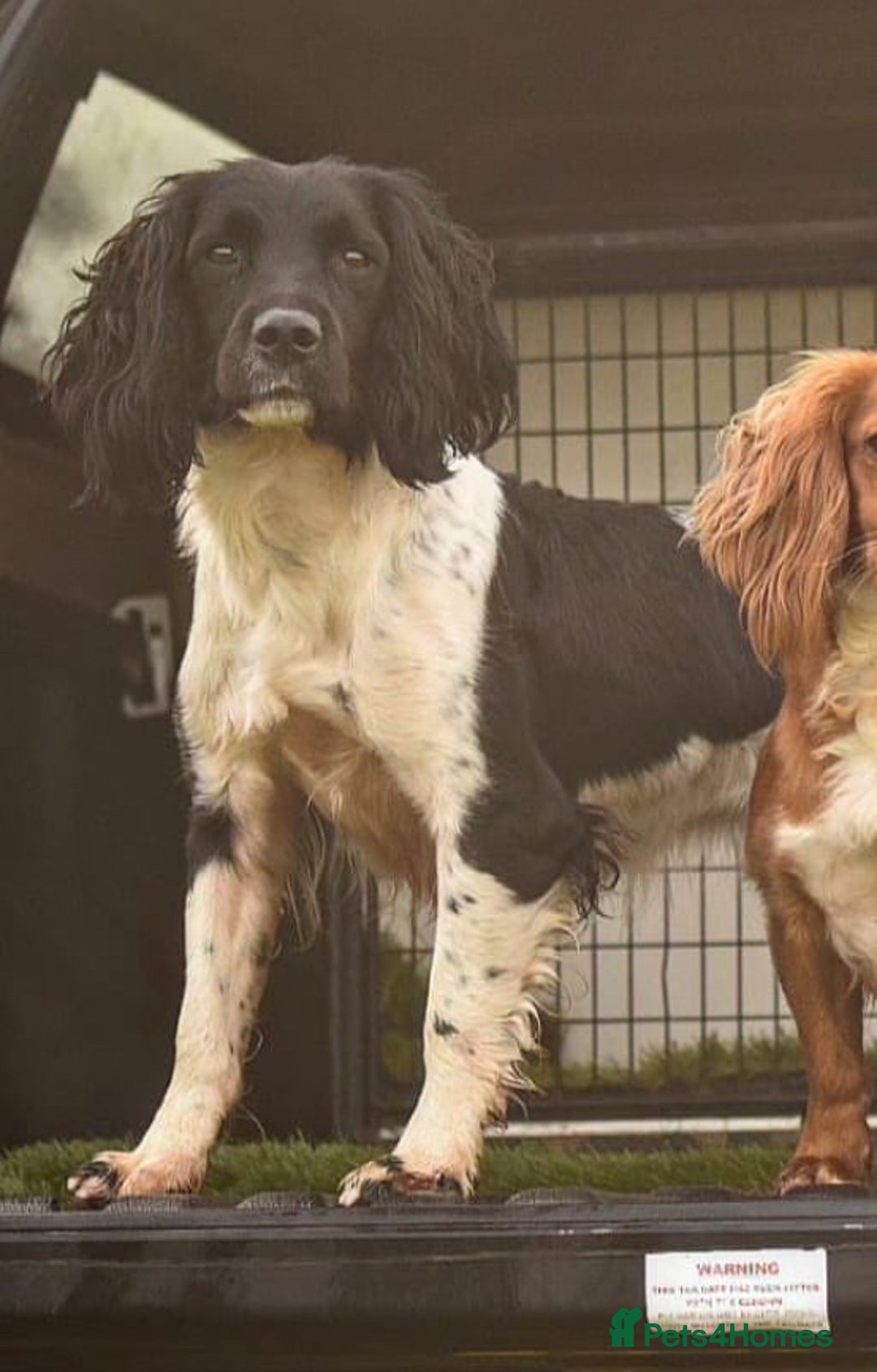 English Springer Spaniel dogs for sale: Puppy (male) KC ESS with titled parents FTW x FTAW - Image 5