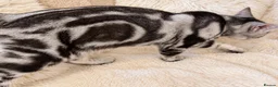 British Shorthair cats for sale: Stunning Silver BSH Kittens GCCF Champion Lines - Advert 17