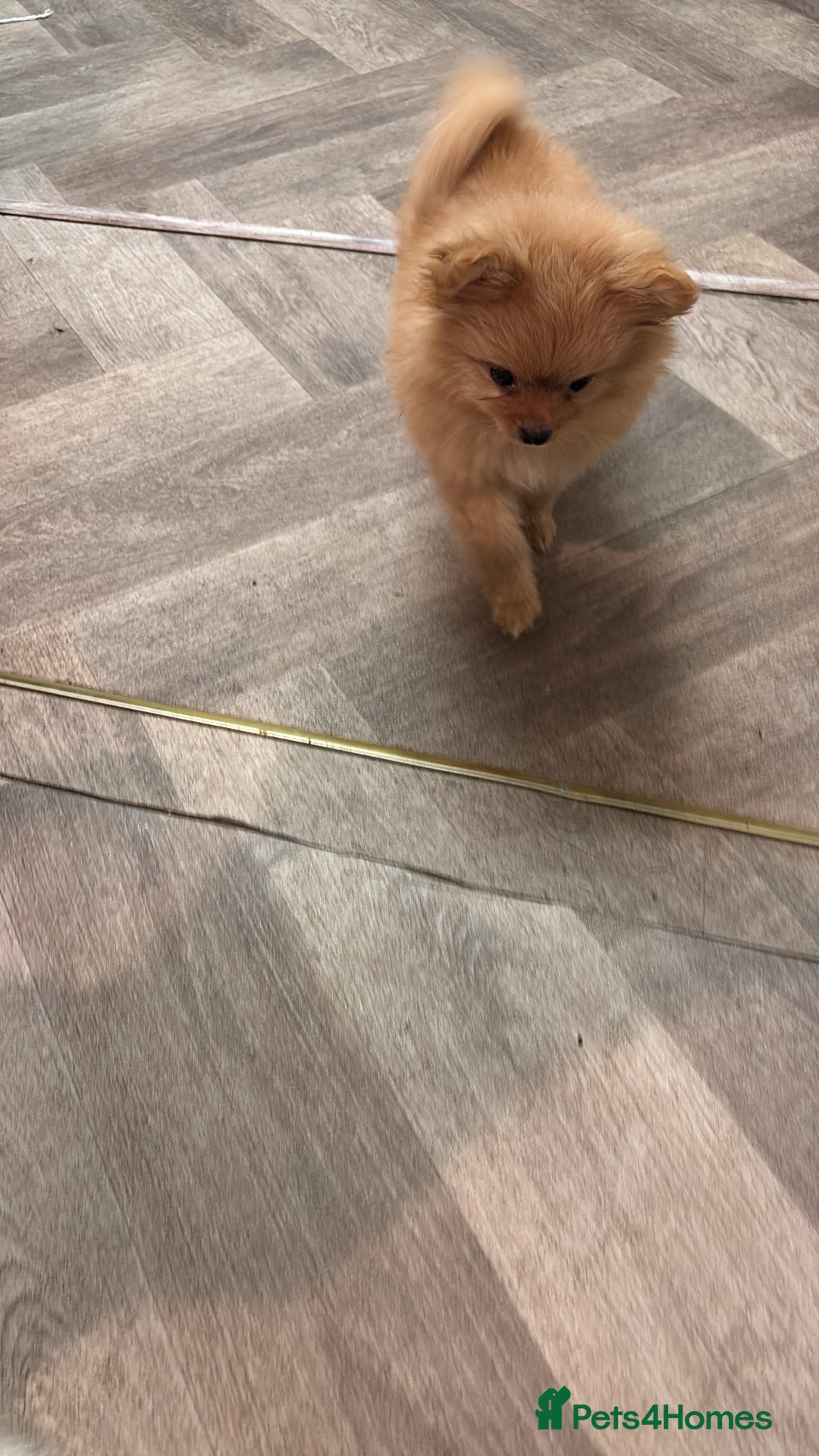 Mixed Breed dogs for sale: Pomeranian mixt with bichon - Advert 6